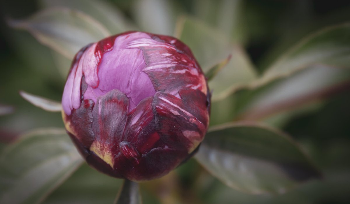 Choose houseplants that thrive in low light rooms