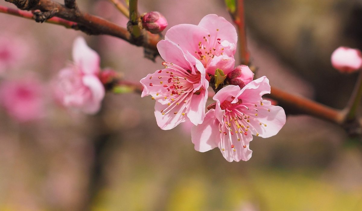 Support pollinators with a tiny balcony flower patch